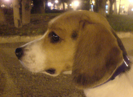 Teka